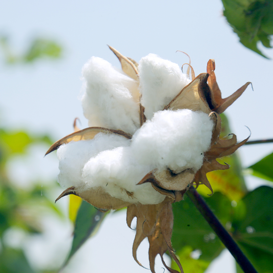 Benefits of Organic Cotton Clothes for your baby